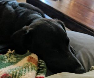 57029107_2859775254248386_7165789278495047680_n